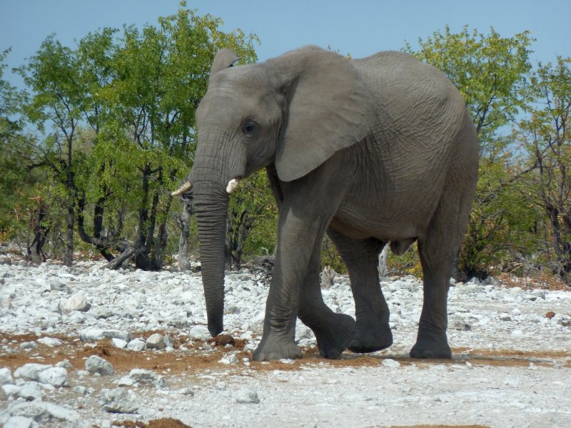 elephant Etosha FP.jpg - Eléphant à Etosha